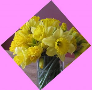 Daffodils
