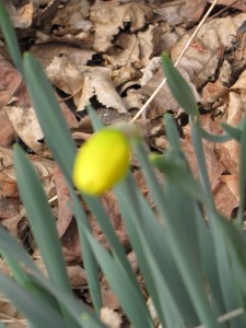 Daffodil Bud