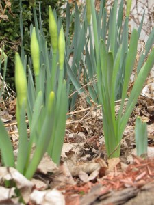 Daffodil clusters